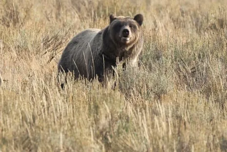 Trail Walker Assaulted by Bear in Yellowstone Transported to Medical Facility
